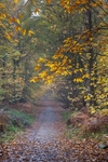 Autumn Footpath