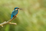 Kingfisher - Lakenheath