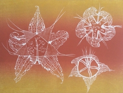 Mesembryanthemum Seed Pods