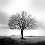 midwinter tree b&w
