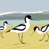 Avocets