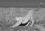 Cheetah Stretching