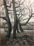 Wild Wood Drawing 12 56cm x 76cm Graphite on Paper