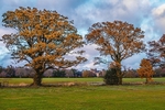 Autumn at Malahide Castle 19.11.2023
