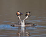 Great Crested Grebe - Podiceps cristatus