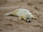 Atlantic Grey Seal