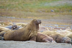 Walrus 2