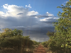 LANDSCAPES & TREES portfolio