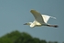 Great White Egret