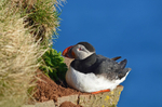 Puffin