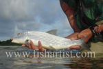 Bonefish Photo - Late Evening Bonefish.