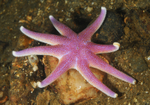 Solaster endeca