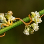 Field Dodder (Cuscuta campestris)