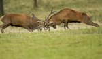 RED DEER RUT ref rdr 11