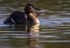 Great Crested Grebe chicks(Humbugs)