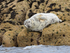 Grey Seal (female) resting on rocks, Isles of Scilly