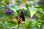 Owl butterfly - 0035