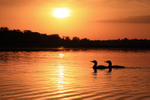Common Loon pair silhouette, Minnesota, USA