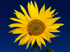 Sunflower 3