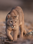 Puma Brissa on the move, Torres del Paine, Chile