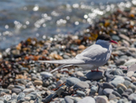 Arctic Tern resting