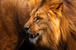 Angolian Lion
