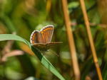Brown Argus