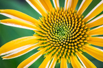 Cone Flower Starburst