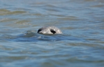 Common Seal
