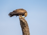 Black Kite