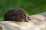 Hedgehog