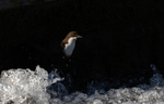 Dipper - Cinclus cinclus