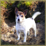 PP20  In Doggy Heaven