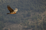 Lammergeier flying foothills of Pyrenees, Catalonia, Spain