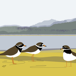 Ringed plovers