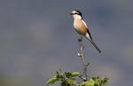 Masked Shrike