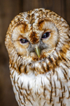tawny owl Strix aluco-4907