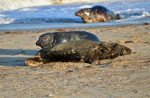 Atlantic Grey Seal