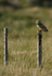 SHORT EARED OWL / REF SEO 16