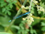 Damselfly