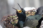 Shag