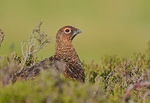 Red Grouse