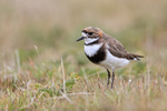 Two-banded Plover side view, Carcass Island, Falklands