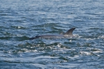 Bottlenose Dolphin