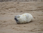Atlantic Grey Seal