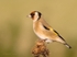 Goldfinch