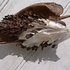 Seed pod