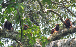Howler Monkeys
