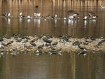 Lapwings
