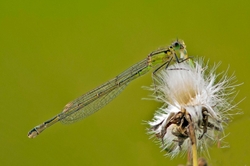 Female Azure Damselfly